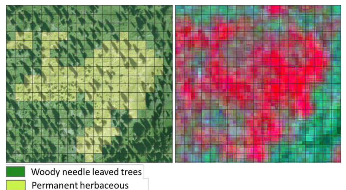 This image displays two gridded panels illustrating land cover classification. The left panel shows a classified land cover map with a grid overlay, depicting two land cover classes: 'Woody needle leaved trees' (dark green) and 'Permanent herbaceous' (light yellow/lime green). These classes are distributed in a mixed pattern across the grid cells, with a notable light yellow/lime green 'Permanent herbaceous' area forming a large central shape. The right panel shows the corresponding underlying satellite imagery, likely in false-color infrared, also with a grid overlay. This imagery displays vibrant red and magenta tones, indicating areas of healthy vegetation with high infrared reflectance, along with some green-toned areas. Both panels are divided into a regular grid of uniform cells, illustrating pixel-based land cover analysis. This example is used to demonstrate the application of area thresholds for mixed land cover classification within the Copernicus Land Monitoring Service (CLMS) CLC+ Backbone methodology.