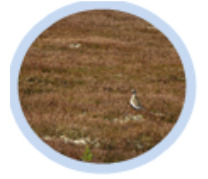 A circular close-up photograph depicts a small, plover-like bird standing on sparse, reddish-brown ground vegetation, which appears to be heather or dwarf shrubs. Lighter patches of ground are visible between the vegetation. The bird faces right, exhibiting light underparts, a darker back, and a distinct light stripe above its eye. The image captures a natural, open landscape, characteristic of subalpine or alpine grassland and heathland environments.