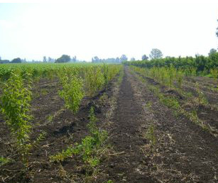 A ground-level photograph depicts an agricultural field featuring distinct rows of young green plants, likely saplings or crops, extending towards the horizon. The soil is dark, tilled, and relatively bare between the rows, with some scattered green weeds or groundcover visible. The perspective looks down one of the plant rows, which narrows into the distance. In the background, a line of trees or taller vegetation borders the field under a light, hazy sky. No specific identifiers, text, or dates are visible in the image.