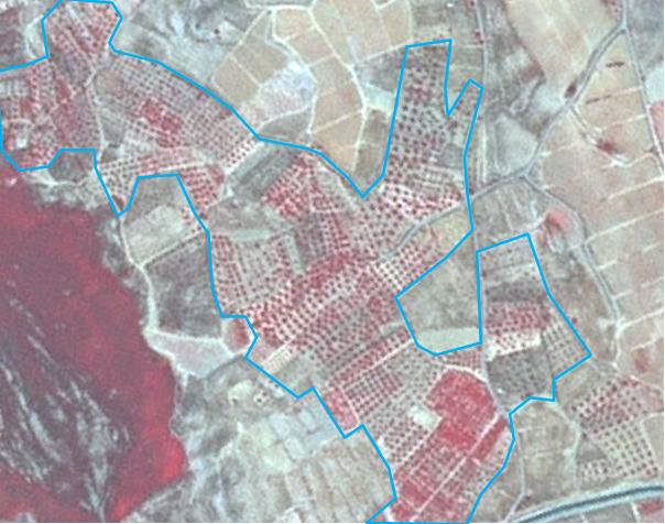 This is a False Colour Infrared (FCIR) satellite or aerial image displaying an agricultural landscape. Actively photosynthesising vegetation, such as tree plantations (likely olive groves) arranged in regular grids, appears in deep red hues. Areas of bare soil or senescent vegetation are shown in lighter, yellowish-brown tones. A large, dark purplish-red area is visible in the bottom-left, possibly indicating a water body or dense, darker vegetation. A prominent light blue polygon boundary delineates a specific area of interest, encompassing multiple agricultural fields and land parcels. No scale bar, compass, legend, or reference year is visible.