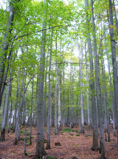 A photograph depicting a dense forest stand composed of numerous tall, slender trees, primarily with smooth, greyish bark. The upper third of the image shows the tree canopy with vibrant green leaves, suggesting late summer or early autumn. The forest floor is covered with a thick layer of dry, fallen brown and reddish leaves. Patches of green moss are visible on some tree bases and rocks on the ground. The sunlight filters through the canopy, creating bright areas in the background. The perspective is looking upwards from the forest floor, emphasizing the height of the trees.