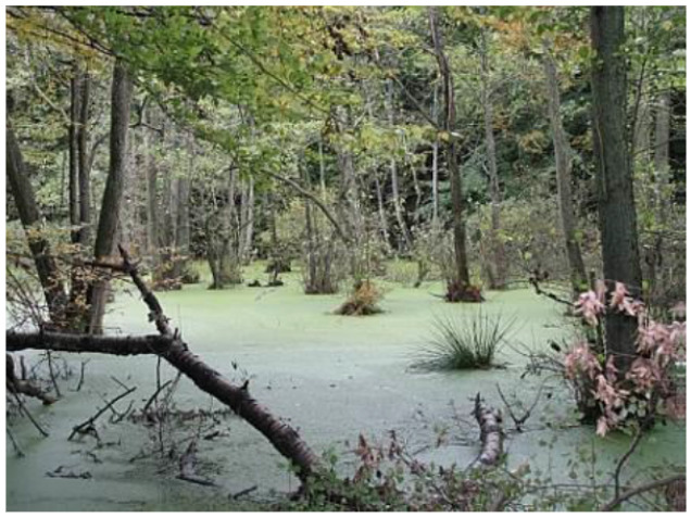 A photograph depicting a broadleaved beech forest in Bavaria, Germany, characterized by a wetland environment. The water surface is extensively covered by a layer of light green aquatic vegetation. Numerous tree trunks, both upright and fallen, emerge from or lie partially submerged in the water. Clumps of dark green, grass-like vegetation are visible within the water. The foliage on the trees shows a mix of green and reddish-brown leaves, indicative of an autumn season.
