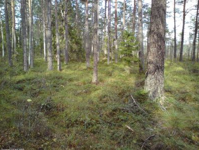 A ground-level photograph capturing the interior of a coniferous forest. The image shows numerous tall, slender coniferous trees with visible trunks and branches, featuring a dense canopy further into the background. The forest floor is covered with a rich understorey of green grasses and low-lying shrubs, consistent with a humid or peaty substrate. A smaller, younger conifer is visible among the taller trees in the central part of the image. The ground appears uneven, with some mossy or hummocky features. A partially obscured watermark in the bottom left corner reads '© Eurostat / LUCAS / 2009'.