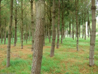 A ground-level photograph depicting a coniferous forest. The image shows numerous tree trunks with textured bark, extending into the background, with the trees appearing to be planted in somewhat uniform rows. The forest floor is covered with sparse green grass and a layer of brown fallen needles. The image is identified in the surrounding document context as 'Coniferous forest located at the Monsini Danube River near Magyarkimle (Hungary)'. A copyright notice '© corine-LC.com' is visible in the bottom-left corner. This photograph is used within the 2012-2018 CLMS Nomenclature Guideline to illustrate specific land cover types.