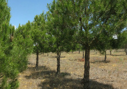 A photograph shows a row of young pine trees, likely in a plantation or reforested area, stretching into the distance under a clear blue sky. The trees have green needle-like foliage and brown trunks. The foreground shows dry, sparse undergrowth with light brown grasses and some small yellow wildflowers on the ground. The trees are spaced relatively evenly, with shadows cast to the right.