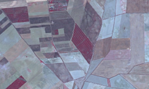 This image is an aerial or satellite photograph depicting an agricultural landscape. It features numerous irregularly shaped land parcels, indicative of diverse land use and cultivation practices. Several fields exhibit a dark reddish-brown colour, suggesting bare soil, recently tilled land, or specific crop types. One field in the upper left quadrant shows distinct red linear patterns, likely representing rows of crops or tilling marks. Other fields display lighter shades, ranging from greenish-grey to light brown, possibly indicating different crops, fallow land, or sparse vegetation. The boundaries delineating the fields are irregular and appear organic rather than strictly geometric. No distinct infrastructure such as roads or buildings, nor any water bodies, are clearly visible within the frame. No specific date, scale, or geographic location information is provided.