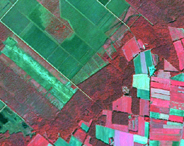 This is a false-colour satellite image displaying a mosaic of diverse land cover types. Large areas of dense vegetation, likely forests or mature woody areas, are prominently visible in dark red and maroon. Interspersed with these are numerous rectangular fields: some appear bright green, indicating healthy, actively growing vegetation such as agricultural crops or grasslands, while others are lighter pink or magenta, potentially representing different crop types, less vigorous vegetation, or bare soil. A distinct thin, bright white linear feature cuts diagonally across the image from the top-left to the middle-right, possibly representing a road or a cleared boundary. Small, light-coloured patches, some appearing white or beige, are scattered, particularly near the dark red forest edges, which could be small settlements or bare ground. The image shows clear, often linear or rectangular boundaries between the various land cover features, suggesting a managed landscape.