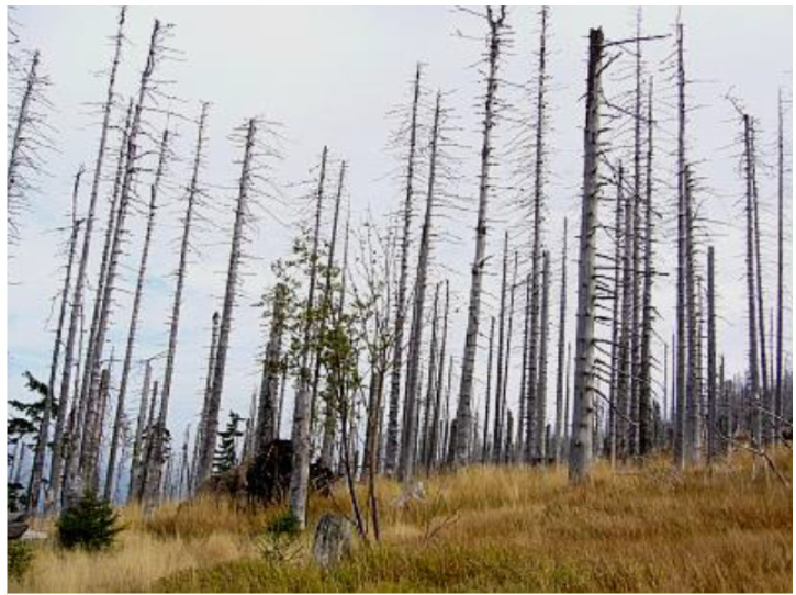 A photograph of a forest landscape showing significant environmental damage. The image is dominated by numerous tall, slender, bare trees, primarily grey and light brown, devoid of foliage, indicative of dead or severely affected trees. Many small, broken branches are visible along their trunks. In the foreground and interspersed among the dead trees, there are some smaller, green saplings and young trees with leaves, suggesting areas of new growth or species resilient to the damage. The ground is covered with dry, golden-brown grasses and patches of darker undergrowth. The sky above is overcast and light grey. This image illustrates a 'Damaged Forest' as defined in the surrounding document context, likely showing the effects of environmental stress on a forest ecosystem.