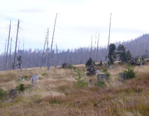 A photograph depicting a landscape severely affected by forest degradation, likely from widespread tree mortality. The foreground is dominated by dry, yellow-brown grassland with scattered tree stumps and a few small, green coniferous saplings. In the midground and background, numerous bare, grey, dead trees (snags) stand upright, extending up a hillside. Several clusters of live, green coniferous trees are visible among the deadwood. The sky is overcast and light grey. The scene illustrates extensive tree mortality across a broad area, characteristic of impacts such as bark beetle infestations, drought, or past forest fires.