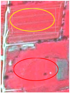 This satellite image is a False Colour Infrared (FCIR) composite from a Landsat sensor, displaying typical colour patterns associated with arable land. The image shows an agricultural area with multiple fields predominantly appearing in reddish-magenta hues, indicating healthy vegetation. Linear, light-coloured features (likely roads or tracks) delineate the fields. The upper portion of the image contains a field highlighted by a dashed rectangular box and a yellow oval, which clearly shows distinct linear patterns consistent with cultivation tracks from row crops or tilled soil. In the lower portion, a second field is highlighted by a red oval, displaying a more uniform reddish-magenta texture. This image demonstrates visual cues for identifying and discriminating arable land from other land cover types, such as managed grasslands, in Earth Observation datasets.