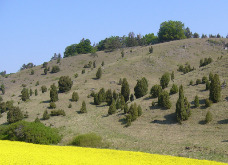 A ground-level photograph depicts a rural landscape under a clear blue sky. In the foreground, the lower left features a vibrant yellow field, likely rapeseed or canola, in full bloom. The midground is dominated by a gently sloping grassy hill, covered in dry, light-brown vegetation, interspersed with numerous scattered, conical evergreen shrubs or small trees, consistent with juniper. Towards the crest of the hill in the upper background, denser clusters of deciduous trees form a small woodland. The overall impression is a natural or semi-natural habitat, possibly a pasture or heathland.