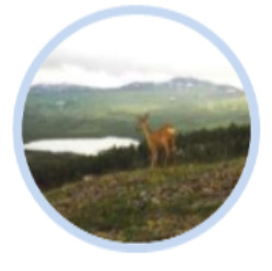 A slightly blurred circular photograph depicts a deer standing on a grassy hillside. In the background, there is a body of water (likely a lake) and rolling hills or mountains covered with green vegetation under a cloudy sky. The image primarily shows natural elements: wildlife, grass, trees, water, and mountains. There are no labels or text visible within the image.