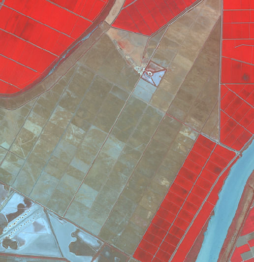 An aerial or satellite false-colour infrared composite image depicting a landscape dominated by large, rectangular land parcels and distinct water features. Large areas of bright red indicate healthy vegetation or actively growing crops, consistent with extensive agricultural fields. Adjacent to these are equally large, rectangular areas appearing in brownish-green or grey tones, suggesting bare soil, fallow land, or sparsely vegetated fields. Water bodies are rendered in light blue and are prominent throughout the scene: a significant linear feature, likely a river or large canal, runs along the right edge of the image; another linear water body curves across the top-left. In the bottom-left corner, multiple geometrically shaped light blue ponds are visible, characteristic of salt pans or aquaculture facilities. A distinct light blue, triangular-shaped water body is located in the upper-middle section, enclosed within a more complex artificial structure amidst the brownish-green fields. Fine, reddish-brown lines delineate the boundaries of the rectangular fields, indicating field borders, tracks, or irrigation/drainage channels. No scale bar, compass, legend, or specific geographic location is provided.