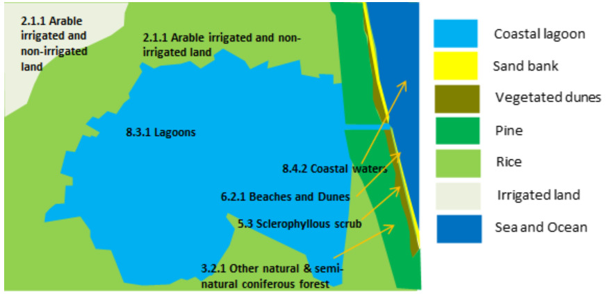 This schematic map illustrates a typical coastal lagoon landscape, depicting various land cover and land use (LCLU) classes using a colour-coded system, likely based on the CORINE Land Cover (CLC) nomenclature. The legend provides the following colour-to-land cover mappings: * Light blue: Coastal lagoon * Yellow: Sand bank * Dark olive green: Vegetated dunes * Bright green: Pine * Light green: Rice * Pale cream/white: Irrigated land * Dark blue: Sea and Ocean The map features a large central body of water, light blue in colour, explicitly labelled '8.3.1 Lagoons'. This lagoon is bordered by light green areas labelled '2.1.1 Arable irrigated and non-irrigated land'. A small patch of pale cream/white, corresponding to 'Irrigated land' in the legend, is visible within the '2.1.1 Arable irrigated and non-irrigated land' area in the top-left. Other terrestrial areas include a darker green region labelled '3.2.1 Other natural & semi-natural coniferous forest' and a light green area labelled '5.3 Sclerophyllous scrub' to the south of the lagoon. Between the '8.3.1 Lagoons' and the 'Sea and Ocean' (dark blue area on the far right), a series of linear features are arranged: * A dark blue strip labelled '8.4.2 Coastal waters'. * A yellow strip labelled 'Sand bank'. * A dark olive green strip labelled 'Vegetated dunes'. * A bright green strip labelled 'Pine'. The label '6.2.1 Beaches and Dunes' spans across the yellow 'Sand bank' and dark olive green 'Vegetated dunes' areas, suggesting these are sub-categories within a broader 'Beaches and Dunes' class. Several yellow arrows indicate a conceptual flow or connection from the inner terrestrial features, across the sand bank and vegetated dunes, towards the Sea and Ocean. The land cover classes include CLC codes such as 2.1.1 (Arable land), 8.3.1 (Lagoons), 8.4.2 (Coastal waters), 6.2.1 (Beaches and Dunes), 5.3 (Sclerophyllous scrub), and 3.2.1 (Coniferous forest).