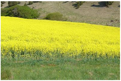 A photograph depicting a large field dominated by bright yellow flowering crops, likely rapeseed (colza), covering a gentle slope. In the immediate foreground, there is a strip of green grass. The mid-ground features a few green bushes and trees, while the background shows a drier, sparsely vegetated hill with a visible track or path winding upwards. The image illustrates an agricultural landscape, specifically an arable land cover type. The partial document caption associated with this image is 'Schematic representation of managed'.