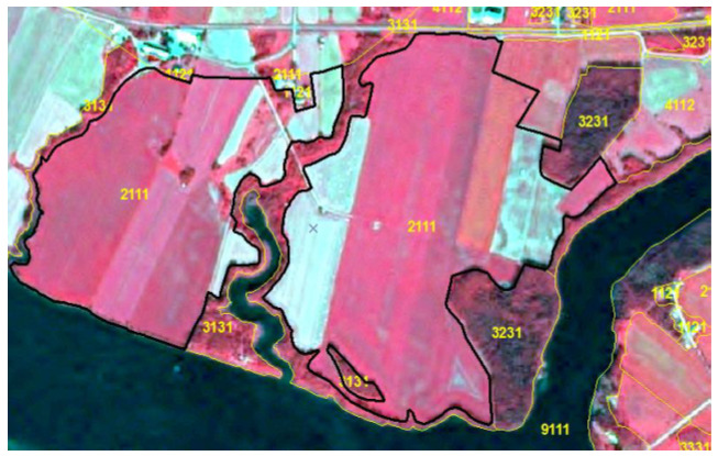 This map displays satellite imagery of an agricultural landscape in Altnkusak (Anatolia, Turkey), acquired on 2011-08-05 by SPOT-5 at 2.5 m resolution, using a Near-Infrared/Red/Green (NIR/R/G) band combination (Source: CNES 2011©, Distribution Airbus DS/Spot Image). The imagery is overlaid with black and yellow outlines delineating different land cover classes, indicated by yellow numeric codes. Large areas of the central and left parts are classified as `2111` (Non-irrigated arable land), appearing in bright red, consistent with vital green vegetation in an NIR/R/G composite. Areas coded `3231` (e.g., on the right side) show darker, more textured reddish-brown tones, likely representing forests or sclerophyllous vegetation. A winding dark blue/black feature, labelled `9111`, represents a water course or water body. Narrower reddish polygons adjacent to the water body are labelled `3131`, potentially indicating riparian forest or transitional woodland/shrub. Other smaller, less distinct areas are labelled `2141` (Complex cultivation patterns) and `4112`.
