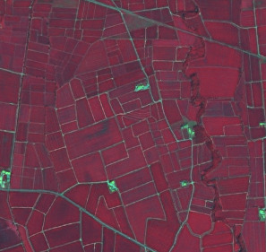 A false-colour infrared satellite image displays an agricultural landscape. The majority of the land parcels, primarily rectangular and irregularly shaped fields, are depicted in various shades of reddish-purple, indicating active and healthy vegetation characteristic of false-colour infrared imagery. Lighter green and blue linear features traverse the scene, forming a network that delineates field boundaries and likely represents roads, tracks, or water channels. Small, brighter green and blue clusters of pixels are scattered across the image, possibly corresponding to buildings, farmsteads, or specific types of non-vegetated or water features. No specific geographic location, scale bar, or date is visible.