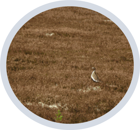 A circular photograph, framed by a light grey border, features a small bird with a light underside and darker brown back, possibly a plover or sandpiper, standing in a field of dry, brown vegetation. The ground cover is sparse, revealing lighter patches of what appears to be bare soil or sand. A small, bright green plant is visible in the lower-left corner of the image, contrasting with the muted brown and grey tones of the surrounding landscape.