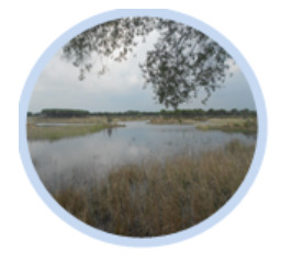 A blurry photograph depicting a natural landscape, framed within a light blue oval border. The foreground and mid-ground are dominated by a body of still water, likely a pond or marsh. Tall, dry grasses or reeds grow abundantly along the edges of the water. In the background, a discernible line of trees is visible beneath an overcast or cloudy sky. The upper portion of the image shows the branches and green leaves of another tree, partially obscuring the sky.
