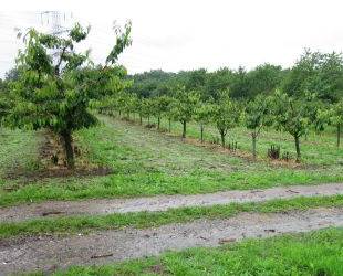 A ground-level photograph depicts an agricultural field or orchard under an overcast sky. In the foreground, a dirt path runs horizontally across the frame. Beyond the path, rows of young, leafy trees, likely fruit trees, are planted in a grid pattern in a grassy area. The trees appear to be similar in size and shape, with green foliage. To the far left, a larger, more mature tree is visible, and behind it, a portion of a tall electrical transmission tower or pylon can be seen against the sky. In the background, a denser line of trees forms a natural boundary or forest edge. The ground cover between the tree rows is a mixture of mown and unmown grass and weeds.