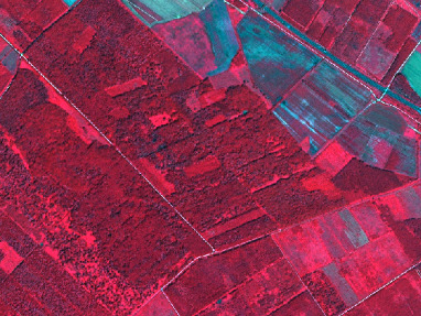A false-colour satellite image displays a heterogeneous landscape composed of forested areas and agricultural parcels. Dense vegetation, characteristic of forests, appears in deep red and magenta tones, dominating the central and left portions of the image. Surrounding these forested blocks and within them are numerous rectangular plots rendered in lighter red and pink hues, indicative of agricultural fields with varying stages of vegetation or bare soil. Patches of blue and cyan, likely representing non-vegetated surfaces such as bare soil or possibly man-made features, are visible, particularly in the upper right and scattered across the agricultural mosaic. White dashed lines are overlaid, delineating distinct parcels or boundaries within the landscape. No geographic location, scale, or date is provided.
