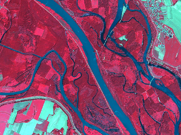 False-colour aerial imagery depicts a complex riverine landscape, likely a floodplain, featuring a dominant, wide river flowing from the upper-right to the lower-left. Numerous narrower, highly meandering water channels and oxbow lakes (dark blue) are visible, particularly on the left and right sides of the main river, indicating a dynamic fluvial environment. Extensive areas of dense vegetation, likely forests or woodlands, are represented in bright red, predominantly bordering the river and its smaller channels. Agricultural fields appear as rectangular patches in light blue/cyan, visible in the upper-left, lower-left, and upper-right portions of the image. A distinct settlement, characterised by a cluster of light blue/cyan patches and a network of white dashed lines (indicating roads or paths), is located in the upper-right corner. Another prominent white dashed line runs parallel to the main river on its western bank, potentially representing a levee or a linear infrastructure feature. The false colour scheme highlights healthy vegetation in red, water bodies in dark blue, and bare soil or specific agricultural land in light blue/cyan.