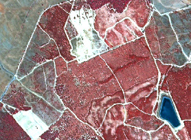 A false-colour infrared satellite image depicts a fragmented rural landscape. The dominant colour is deep red, representing dense, healthy vegetation, likely forests or dense shrubland, divided into numerous irregularly shaped parcels. These parcels are delineated by lighter, off-white linear features that crisscross the terrain, possibly indicating tracks, paths, or field boundaries. Two distinct dark blue water bodies are visible: a larger, kidney-shaped one in the bottom-right corner and a smaller, irregular one in the upper-central part of the image. Several patches of bright white or light grey land are also present, notably in the top-centre and bottom-left, indicative of bare soil, fallow agricultural fields, or cleared land.