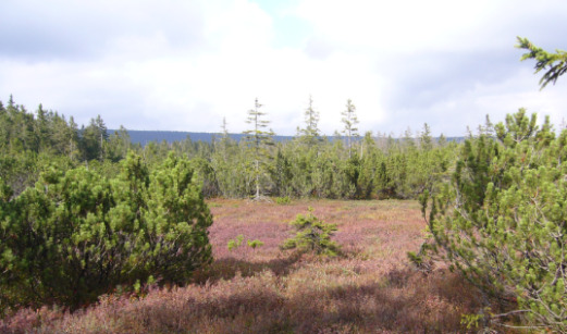 A ground-level photograph depicts a natural moorland or peat bog landscape. In the foreground, dense, low-growing green shrubs, possibly dwarf pines (Pinus mugo), frame the scene from the left and right. The midground features an open expanse dominated by reddish-purple ground cover, indicative of flowering heather (Calluna vulgaris) or similar low-lying vegetation, interspersed with patches of brown and green grasses or mosses. Several small, isolated coniferous saplings are visible within this area. The background consists of a dense coniferous forest, likely composed of spruce or pine trees, forming a clear horizon line. Above, the sky is partly cloudy, with bright white clouds mixed with areas of grey cloud cover.