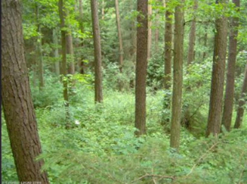 A ground-level photograph depicting a dense forest interior, illustrating a 'Natural and Semi Natural Mixed Forest' environment. The image shows numerous tree trunks of varying diameters, with lush green undergrowth covering the forest floor. The trees appear to be a mix of types, including some with broader, rougher bark (foreground left) characteristic of deciduous trees, and others with straighter, smoother trunks (midground) possibly coniferous, consistent with a mixed forest. The foliage above is dense, creating filtered light. A credit line in the bottom left corner reads: '© 2009 M. [unreadable] IGN'.