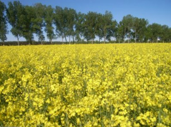 A ground-level photograph depicting a wide agricultural field covered in bright yellow flowering plants, likely rapeseed or canola, under a clear blue sky. In the background, a linear arrangement of tall, deciduous green trees forms a distinct boundary or feature. The image illustrates a 'Lines of Trees and Scrub' land cover type, where trees form strips within a matrix of cultivated land. No text, labels, or temporal information is visible within the image itself.