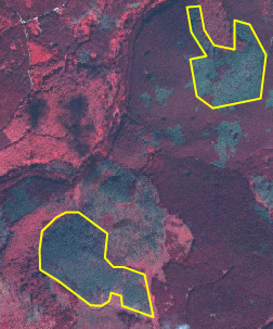 False-colour infrared satellite or aerial imagery depicting a vegetated landscape. Healthy vegetation appears in shades of magenta and deep red, indicative of high Normalised Difference Vegetation Index (NDVI) values. Within this dominant vegetation, areas of dark grey-blue or greenish-grey are visible. Two irregularly shaped polygons are highlighted with a bright yellow outline, delineating distinct patches of the dark grey-blue/greenish-grey land cover type. These outlined areas contrast significantly with the surrounding magenta and red vegetation. No geographic coordinates, scale bar, or temporal information is visible.