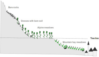This landscape profile diagram illustrates the altitudinal zonation of different land cover types on a mountain slope, from higher to lower elevations. At the highest visible elevation, the dominant feature is 'Bare rocks'. Moving down the slope, 'Grasses with bare soil' appear, followed by 'Alpine meadows' situated above a horizontal 'Tree line' indicated by a dashed line. Below the tree line, 'Mountain hay meadows' are depicted, extending down to an area with buildings, one resembling a church. The 'Alpine meadows' shown correspond to natural grasslands identified in Annex I of the Habitats Directive.