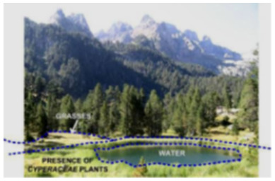 A blurred photograph depicts a natural wetland landscape, specifically inland freshwater marshes in the Tablas de Daimiel Natura 2000 Site in Central Spain, according to the accompanying context. In the foreground, a small, calm body of water is present, labelled 'WATER' and encircled by a dotted blue line. An area to the left of the water is labelled 'PRESENCE OF CYPERACEAE PLANTS'. Adjacent to the water and extending into the middle ground, an area of green vegetation is labelled 'GRASSES'. The middle ground is dominated by a dense coniferous forest comprising numerous tall trees. In the background, rugged mountains are visible under a bright sky.
