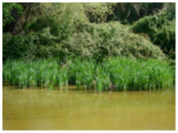 This is a photograph depicting inland freshwater marshes at the Tablas de Daimiel Natura 2000 Site in Central Spain. The image shows a body of brownish-green water in the foreground, with a dense band of bright green emergent aquatic vegetation, likely reeds, growing from the water. In the mid-ground and background, a bank is covered with darker green, denser vegetation, appearing as woodland or shrub. The visible caption states: 'Inland freshwater marshes in Tablas de Daimiel Natura 2000 Site (Central Spain). Credits: M. Palacios'.