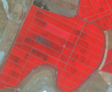 The image is a false-colour infrared satellite image depicting an agricultural landscape. The dominant feature is a large area of regularly shaped, rectangular fields rendered in bright red, indicating healthy, vigorous vegetation. These fields are arranged in a grid-like pattern, with thin, darker lines possibly representing field boundaries, irrigation channels, or access paths. A dark blue to black, curving water body, likely a river, borders the main cluster of fields along its southern and eastern edges. Surrounding the cultivated areas and the water body are regions of lighter brown, tan, and greyish-white tones, indicative of bare soil, sparse vegetation, or different land cover types. Some internal variations in the red fields suggest different crop types, growth stages, or localised patches of bare ground, such as a darker, rectangular patch near the center of the main field cluster. A small, bright white patch is visible in the lower-left corner.