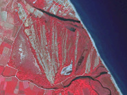 This is a satellite image, specifically a SPOT-5 (Satellite Pour l'Observation de la Terre) image with 2.5 m resolution, captured on 2011-08-11, showing a transformed salt marsh in Doñana National Park, Spain. The image uses a 1/2/3 Band Combination, typically representing false-colour infrared where active vegetation appears red. The right side of the image depicts the dark blue coastal water. Inland, a significant area of reddish vegetation is visible, containing several elongated, lighter-coloured features that suggest former agricultural plots or drainage channels, indicating a transformed marsh without current agricultural use. Dark, meandering lines represent water bodies or rivers, such as the Guadalquivir river estuary mentioned in the surrounding context for similar images. The image source is CNES 2011©, distributed by Airbus DS/Spot Image.