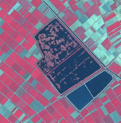 This is a false-color satellite image displaying an agricultural landscape. The image shows a grid-like pattern of cultivated fields and two large water bodies. Vegetated areas, likely crops, are depicted in various shades of pink and red, indicating high Normalized Difference Vegetation Index (NDVI) values or strong infrared reflectance. Areas appearing light green or teal may represent bare soil, harvested fields, or less vigorous vegetation in this specific false-color composition. The two primary water bodies are dark blue, with the larger one in the upper-center containing several pinkish-red patches, suggesting emergent vegetation or very shallow areas. The smaller water body in the lower-right appears to be divided into two compartments. A prominent linear feature, likely a road or canal, runs diagonally across the upper portion of the image. No specific geographic location, scale, or date is discernible.