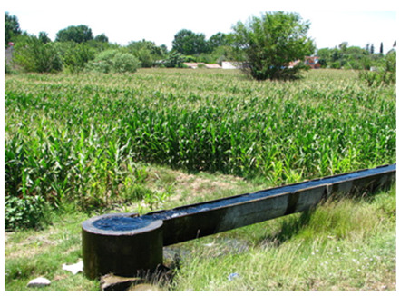 A ground-level photograph depicts a vibrant green field of crops, likely maize or corn, under a bright sky. In the foreground, a dark-coloured, trough-like irrigation channel carries flowing water, originating from a concrete, circular basin. The channel runs parallel to the crop field, with a strip of grass and some sparse vegetation between the channel and the cultivated area. In the background, a line of trees and bushes is visible, with faint outlines of buildings further in the distance. This image illustrates irrigated arable land, characterised by the presence of permanent irrigation infrastructure providing an artificial water supply to the crops.