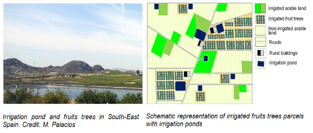 This image consists of two juxtaposed visuals: a photograph on the left and a schematic map on the right. The photograph shows an 'Irrigation pond and fruits trees in South-East Spain,' with credit attributed to M. Palacios. The landscape features a large, still body of water in the foreground (the irrigation pond), surrounded by green vegetation and fruit trees. In the background, rolling hills rise under a clear sky. The right-hand side displays a 'Schematic representation of irrigated fruits trees parcels with irrigation ponds.' This diagram illustrates different land cover types and infrastructure elements. A legend on the right indicates: - Irrigated arable land: represented by bright green polygons. - Irrigated fruit trees: depicted as grids of small olive green squares. - Non-irrigated arable land: shown as light yellow areas with vertical lines. - Roads: thin light grey lines. - Rural buildings: black rectangles with white interiors. - Irrigation pond: dark blue polygons. The schematic shows a layout of various land parcels, roads, multiple irrigation ponds, and rural buildings. Several large areas of 'irrigated fruit trees' are depicted, often located near or connected to 'irrigation pond' features. 'Irrigated arable land' is also present, as are larger expanses of 'non-irrigated arable land.' The diagram provides a conceptual view of how irrigated agricultural land, particularly fruit tree parcels, are spatially organised in relation to water sources and infrastructure.